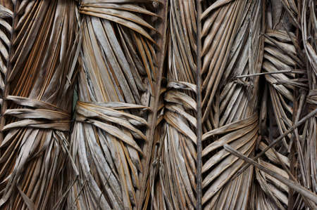 Dry palm leaveの写真素材