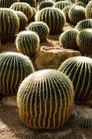 Globe shaped cactus with long thornsctus