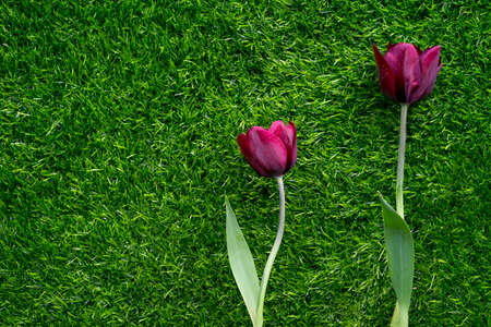 Impressive Tulip with dark purple smoky bloomsの写真素材