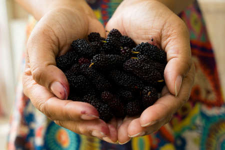 Female hands holding tasty ripe mulberries, Note: Shallow depth of fieldの写真素材
