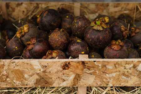 Fresh mangosteen fruit in a wooden crate ** Note: Shallow depth of fieldの写真素材