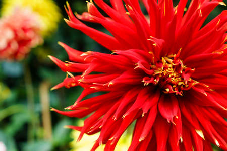 Close-up image of beautiful red chrysanthemum ** Note: Shallow depth of fieldの写真素材