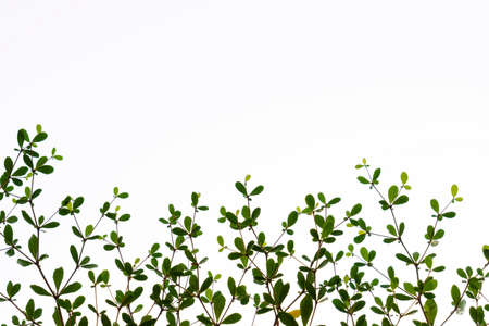 abstract of Black afara branch and leaf on white backgroundの写真素材