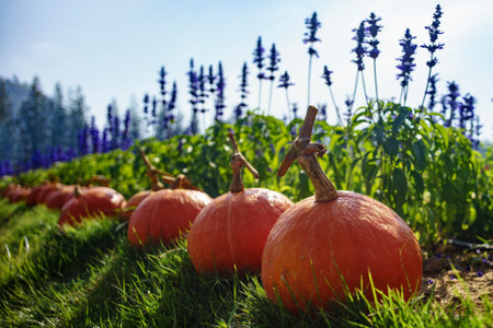 Pumpkin patch on a sunny autumn morning. ** Note: Shallow depth of fieldの写真素材