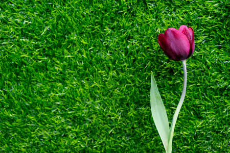 Impressive Tulip with dark purple smoky blooms.の写真素材