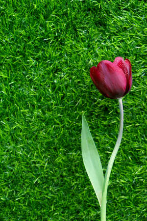 Impressive Tulip with dark purple smoky blooms.の写真素材