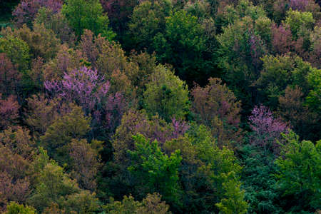 A colorful deciduous forest in autumn with multicolored pink orange and green foliage on the cherry blossom trees in a scenic view of the changing seasonsの写真素材