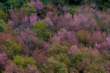 A colorful deciduous forest in autumn with multicolored pink orange and green foliage on the cherry blossom trees in a scenic view of the changing seasonsの写真素材