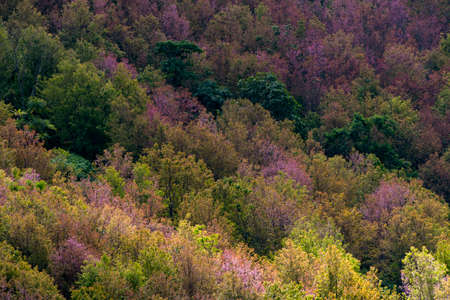 A colorful deciduous forest in autumn with multicolored pink orange and green foliage on the cherry blossom trees in a scenic view of the changing seasonsの写真素材
