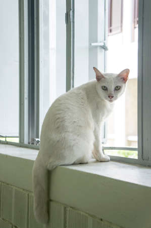 White cat sitting near the window and looking into the cameraの写真素材