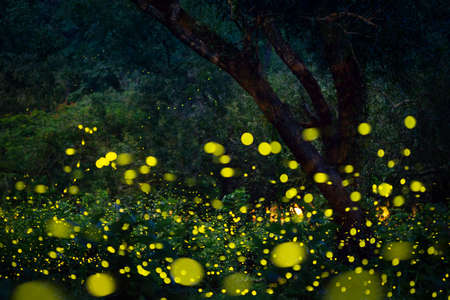 Lampyridae , Lightning Bugs Fireflies , Long exposure photoの写真素材