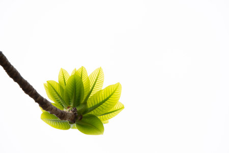 Plumeria leaves on white background with copy space, selective focusの写真素材