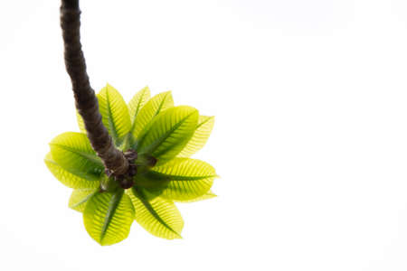 Plumeria leaves on white background with copy space, selective focusの写真素材