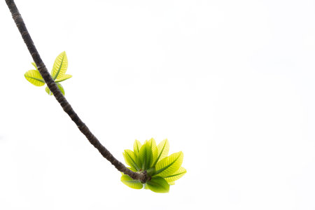 Plumeria leaves on white background with copy space, selective focus