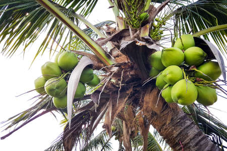Bunch of coconut on the tree royaltyの写真素材