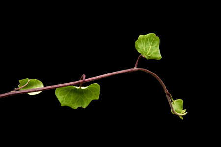 green leaves of a tree with black backgroundの写真素材