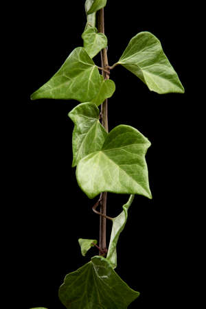 green leaves of a tree with black backgroundの写真素材