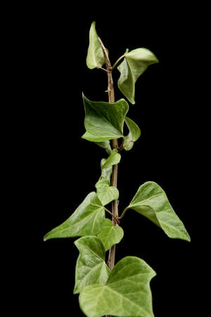 green leaves of a tree with black backgroundの写真素材