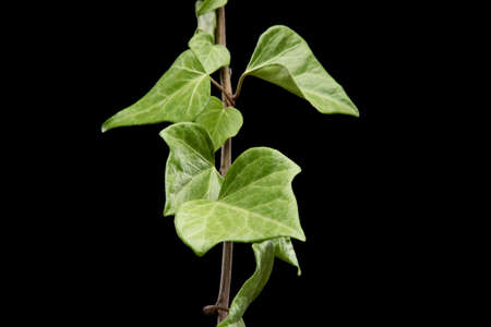 green leaves of a tree with black backgroundの写真素材