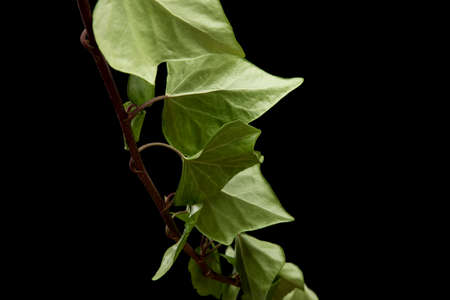 green leaves of a tree with black backgroundの写真素材