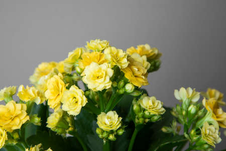 Yellow flowers in a white pot on a table with grey wallの写真素材