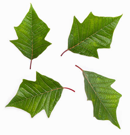 green leaf isolated on white backgroundの写真素材