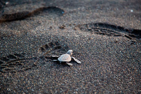 turtle on black sand of the pacific oceanの写真素材