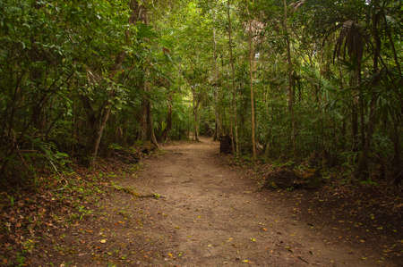 Path in the Jungle. Guatemala, Tikal Park.の写真素材