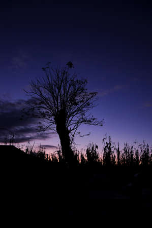 tree backlit photography in silhouetteの写真素材