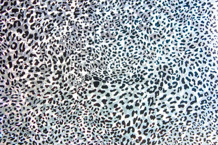 black and white leopard fur backgroundの写真素材