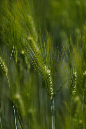 Green barley field. France.の写真素材