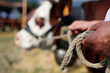 Abondance cow in the french Alps. Close-up on the hands of the farmer. France.の写真素材