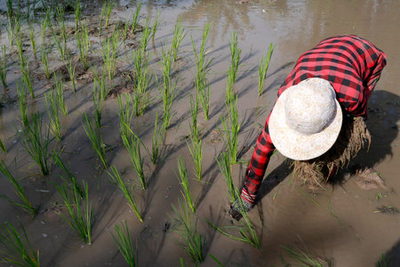 Female farmer transplanting rice shoots into rice paddies. Kep. Cambodia.