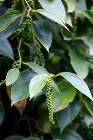 Black pepper plantation. Phu Quoc. Vietnam.