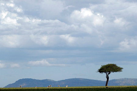 The Masai Mara National Reserve. Kenya.の写真素材