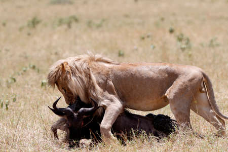 Lion (Panthera leo) with wildebeest kill in savanna. Masai Mara National Park. Kenya.の写真素材