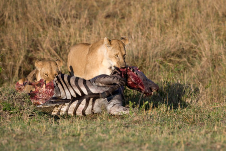 Lisard. Masai Mara National Park. Kenya.の写真素材