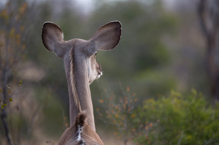 Young Impala (Aepyceros melampus). Kruger National Park. South-Africa.の写真素材