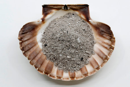 Scalllop shell with ashes. Ash Wednesday. Slow season. France.の写真素材