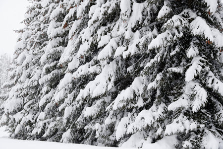 French Alps in winter. Fire trees under snow. Saint-Gervais. France.