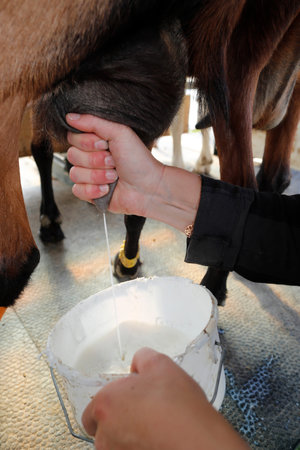 Goat farm in the french Alps. Goat milking facilities.