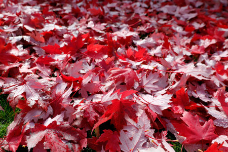 Maple leaves on the ground at the foot of a tree, a sign of autumn when the floor becomes a carpet...