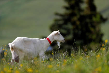 Goat farm in the french Alps.の写真素材