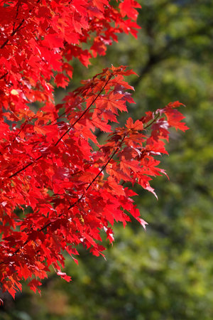 Maple tree with red-colored autumn leaves.