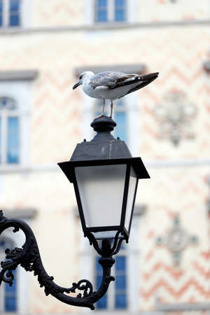 Seagull on a street light.  Grande canal.  Trieste.   Italy.の写真素材