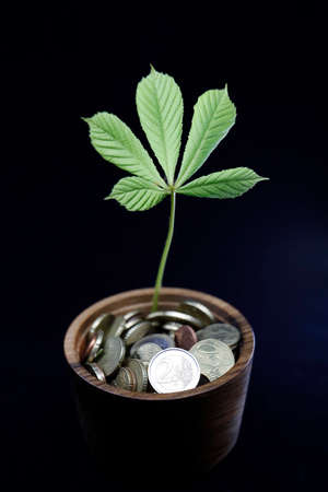 Close up of young plan growing through coins.  Concept of money growth.の写真素材