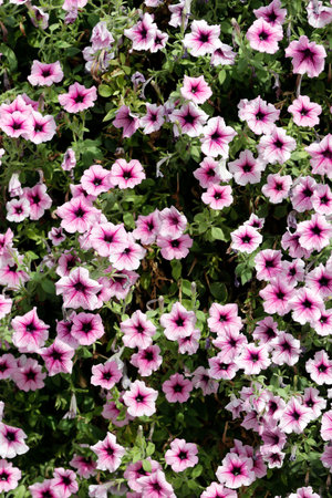 Dubai Miracle Garden, a flower garden located in Dubailand. Viola Rose Pink Flower (Pansy). Flower...