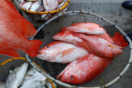 Fresh fish on sale at fish market. United Arab Emirates.の写真素材