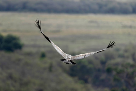 White-backed vulture (Gyps africanus). Masai Mara National Park. Kenya.