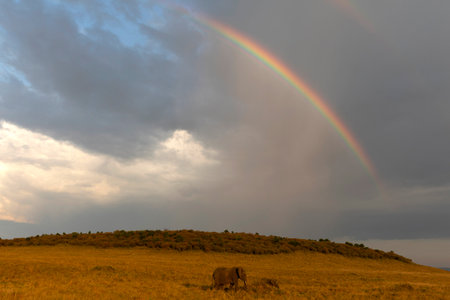 Rainbow and african Elephant (Loxodonta africana) in savanna. Masai Mara National Park. Kenya.の写真素材
